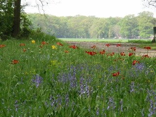 Vakantiepark Enter Omgeving 36