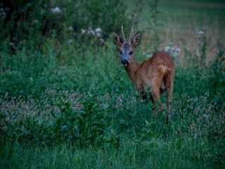 Parco vacanze Enter Ambiente 32