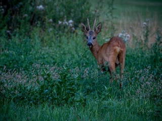 Holiday park Enter Environment 21