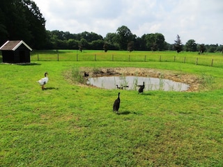 Vakantiepark Losser  16