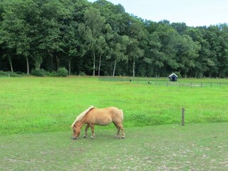 Vakantiepark Losser  28