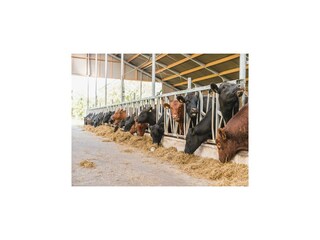 Ferienpark Rijssen Ausstattung 13