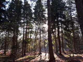 Casa per le vacanze Schoonoord Ambiente 29