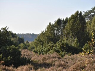 Ferienhaus Schoonoord Umgebung 30