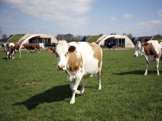 Vakantiepark Schalkhaar Omgeving 13