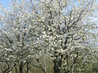 Vakantiepark Schalkhaar Omgeving 18