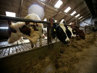 Parque de vacaciones Schalkhaar  36