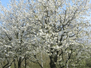 Ferienpark Schalkhaar  35