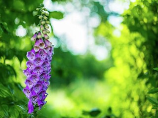 Parco vacanze Bant  23