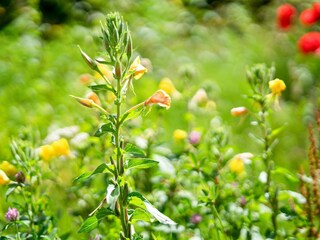 Parc de vacances Bant  36