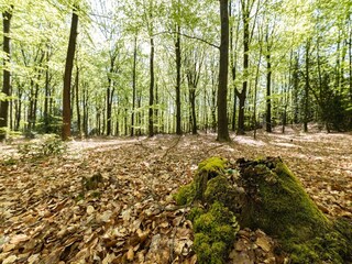 Ferienpark Appelscha Umgebung 21