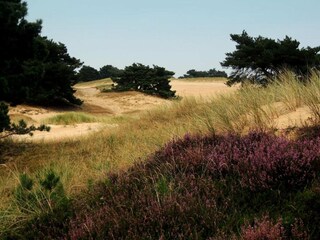 Vakantiepark Appelscha Omgeving 28