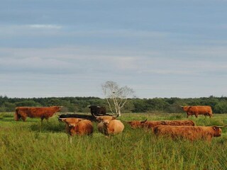 Holiday park Appelscha Environment 25