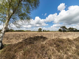 Vakantiepark Appelscha Omgeving 22