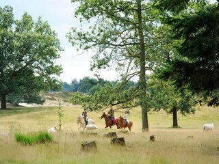 Vakantiepark Appelscha Omgeving 19