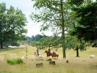 Parc de vacances Appelscha Environnement 25