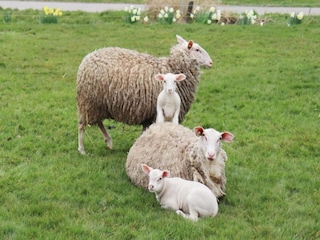 Ferienpark Idskenhuizen Umgebung 32
