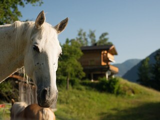Ein Pferd und im Hintergrund das Landhaus Anna