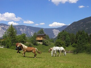Unsere Reitpferde auf der Koppel - Landhaus Anna