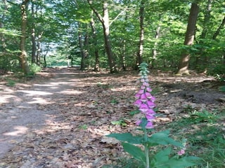 Ferienpark Appelscha Umgebung 33