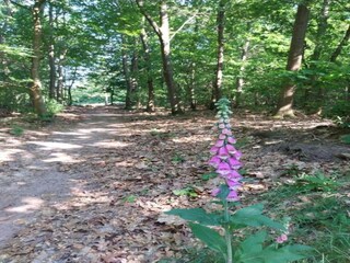 Parc de vacances Appelscha Environnement 33