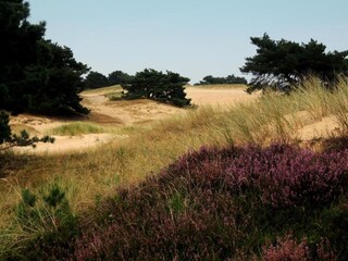 Vakantiepark Appelscha Omgeving 27