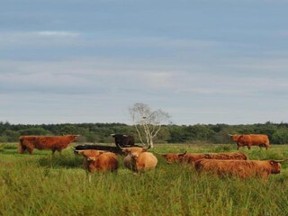 Ferienpark Appelscha Umgebung 30