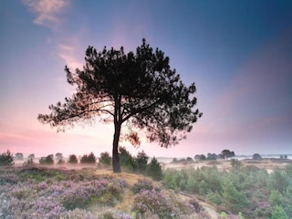 Vakantiepark Appelscha Omgeving 31