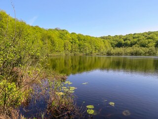 Der Schwarze See im Waldgebiet Granitz