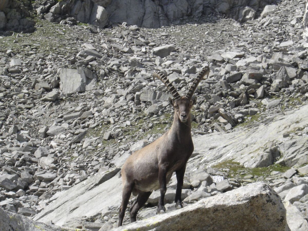 Der Steinbock