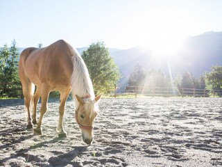 Eines unserer Reitpferde (Ilea)