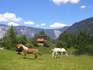 Holiday house Sautens Environment 17