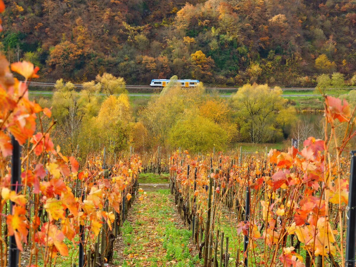 Weinreben und Moselbahn