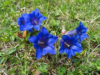 ferienhaus-waldbauer,at