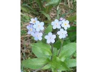 Herzige Vergissmeinnicht