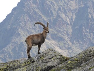 Wilder Freiger Becherhaus und Zuckerhütl (8)