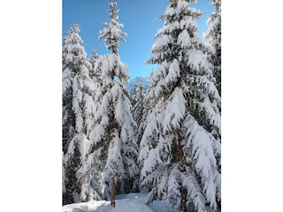 Winterbäume_01