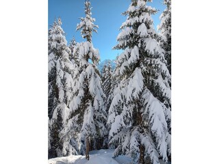 Winterbäume_01