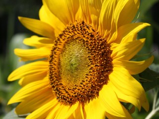 Appartamento per vacanze Illmitz Ambiente 14