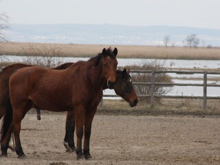 Appartamento per vacanze Illmitz Ambiente 18