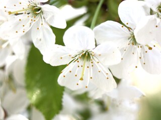 Appartamento per vacanze Illmitz Registrazione all'aperto 6