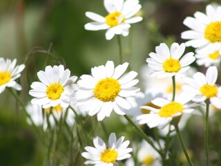 Appartamento per vacanze Illmitz Registrazione all'aperto 5