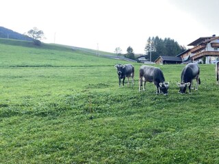 Kühe 1