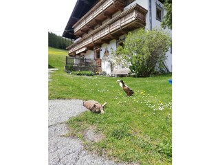 Ferienzimmer Gries am Brenner Außenaufnahme 14