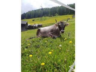 Ferienzimmer Gries am Brenner Außenaufnahme 23