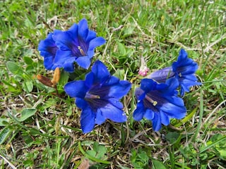 ferienhaus-waldbauer,at