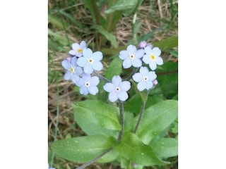 Herzige Vergissmeinnicht