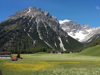 Waldbauer