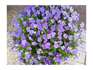 Violen