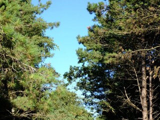 Weg durch den Wald zum Bohlenweg zum Strand